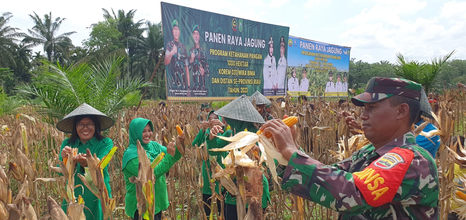 Danramil Mandau Pimpin Panen Raya Jagung Sempena Program Ketahanan