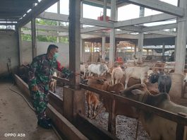 Serda Z. Panjaitan Gencarkan Sosialisasi Pencegahan Wabah PMK di Desa Balai Makam