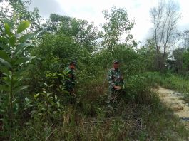 Babinsa Koramil 03/Mandau Intensifkan Patroli Pencegahan Karhutla di Desa Petani